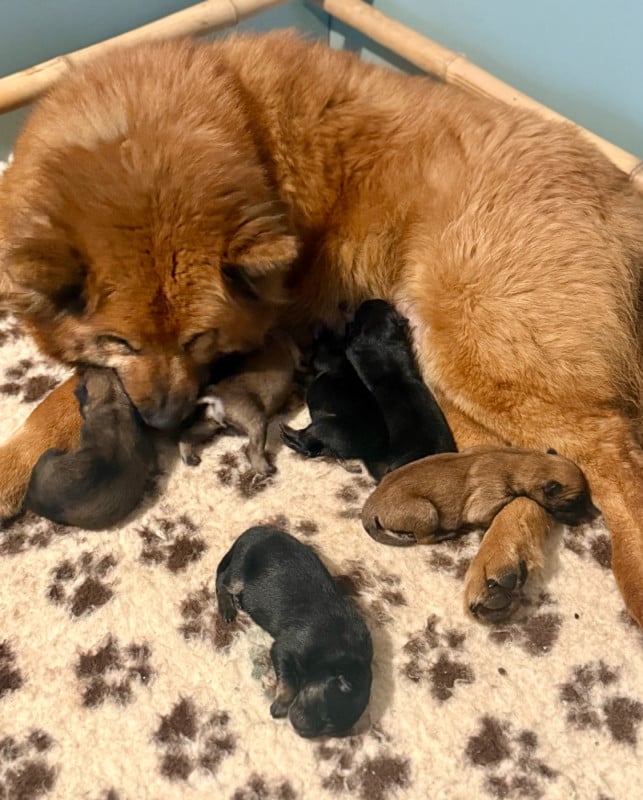 Eurasier - Des Loups Du Midour