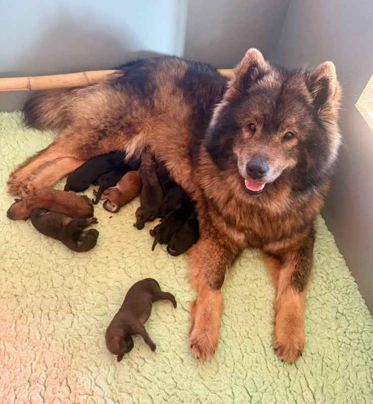 Eurasier - Des Loups Du Midour