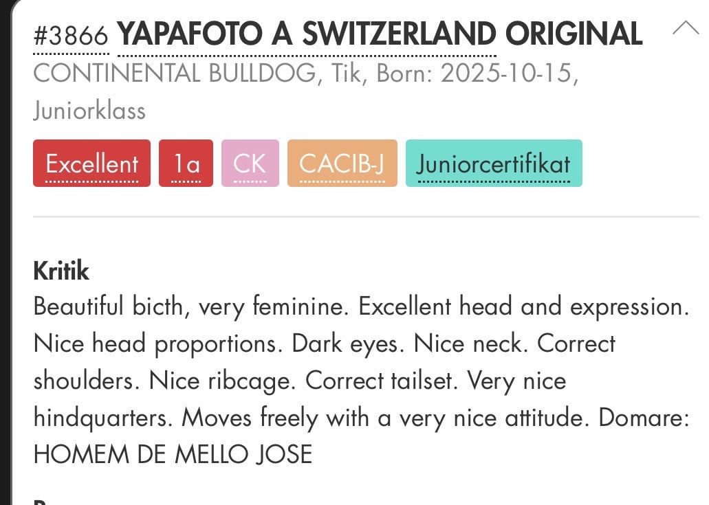 Yapafoto a switzerland original - 1re Excellent CK Certificat Jeune Meilleur Jeune d European Junior Winner 2026 Réserve du certificat adulte