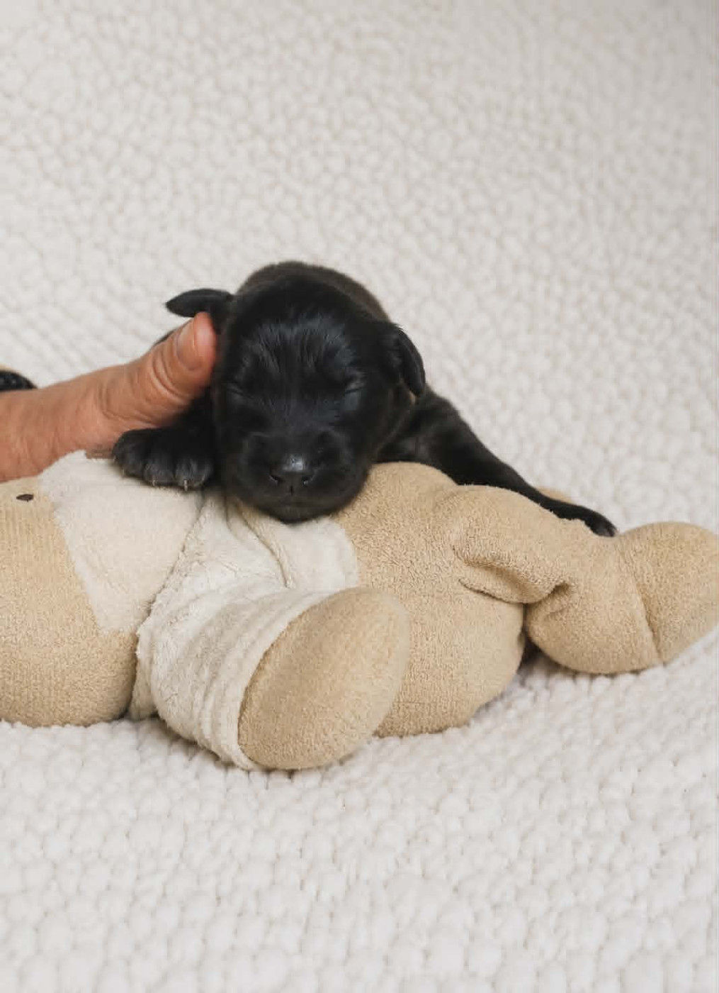 Chiot VERT CLAIR - Leonberger