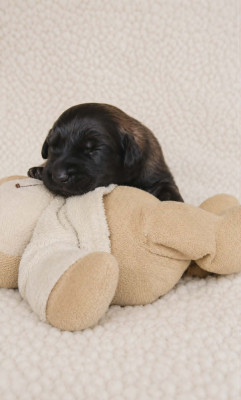 Les chiots de Leonberger