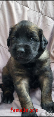 Les chiots de Leonberger