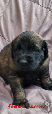 Les chiots de Leonberger