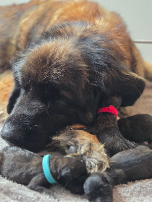 Les chiots de Leonberger