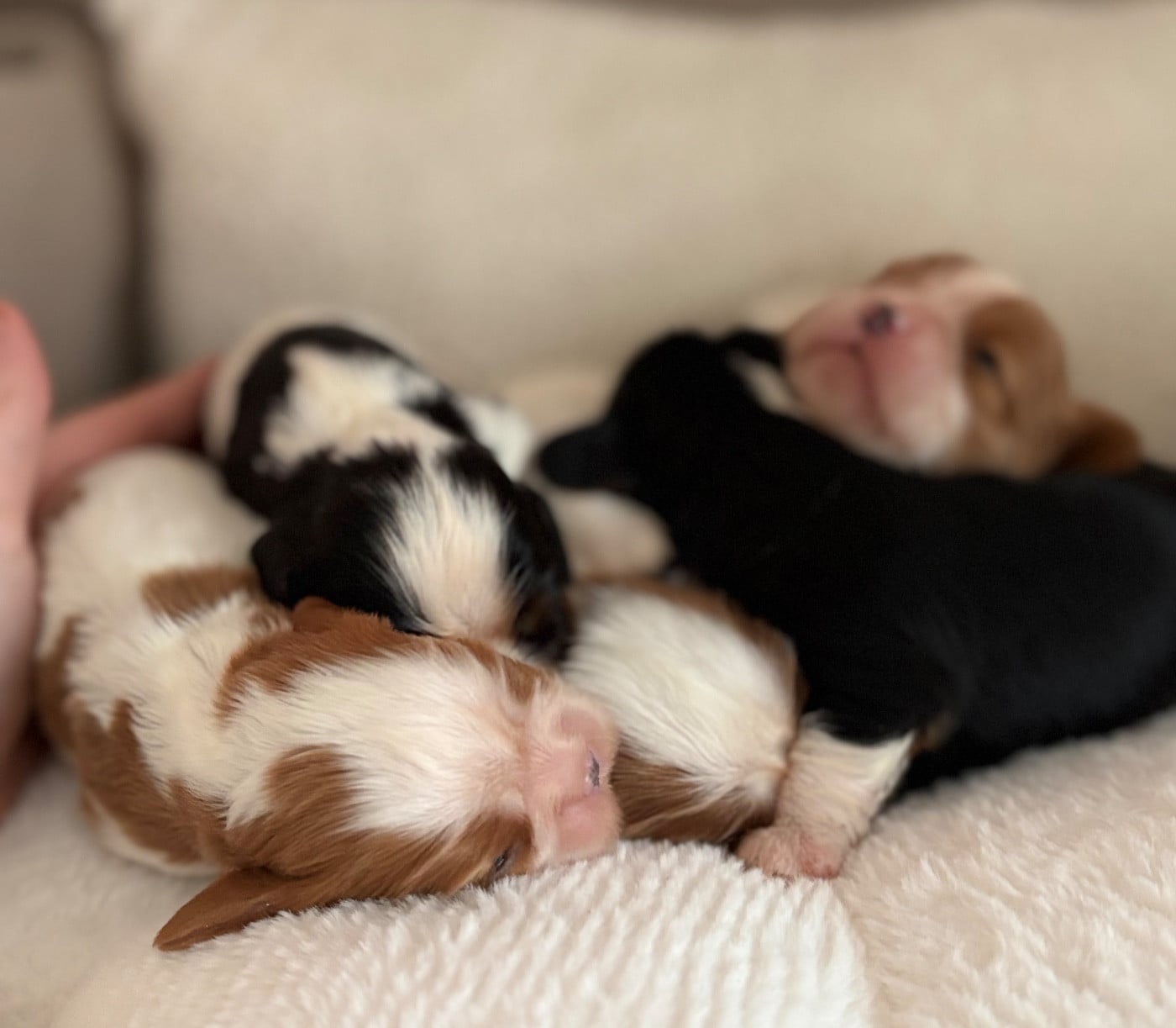 Cavalier King Charles Spaniel - Sweet Baby Bear