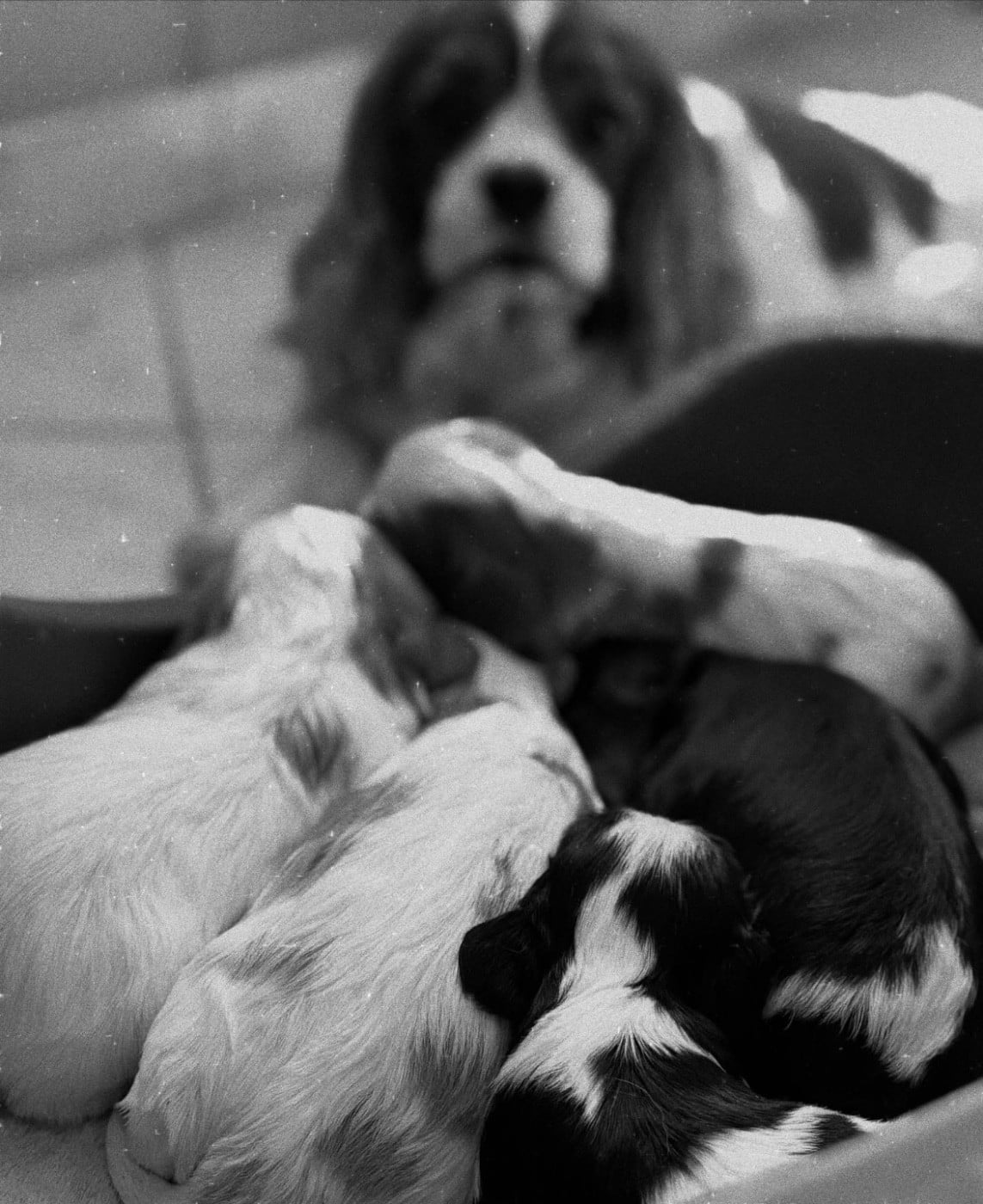 Cavalier King Charles Spaniel - Sweet Baby Bear