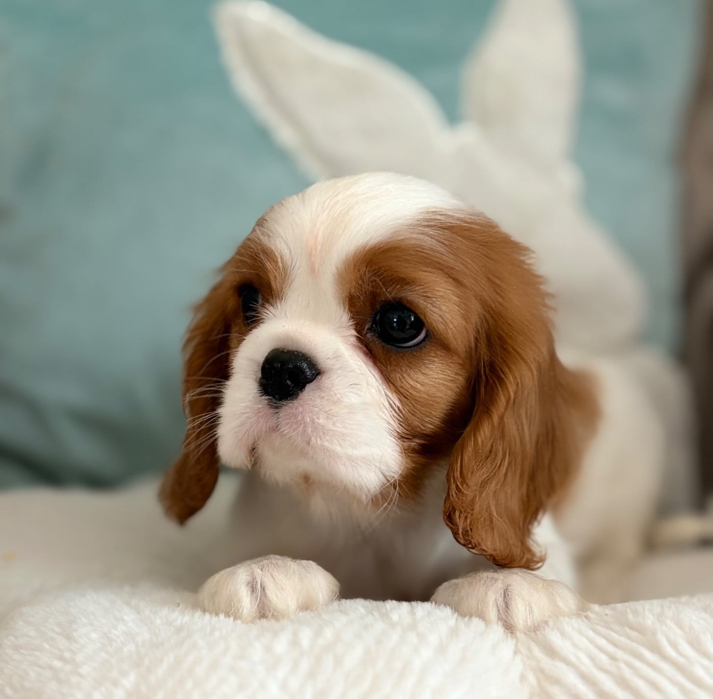 Cavalier King Charles Spaniel - Sweet Baby Bear