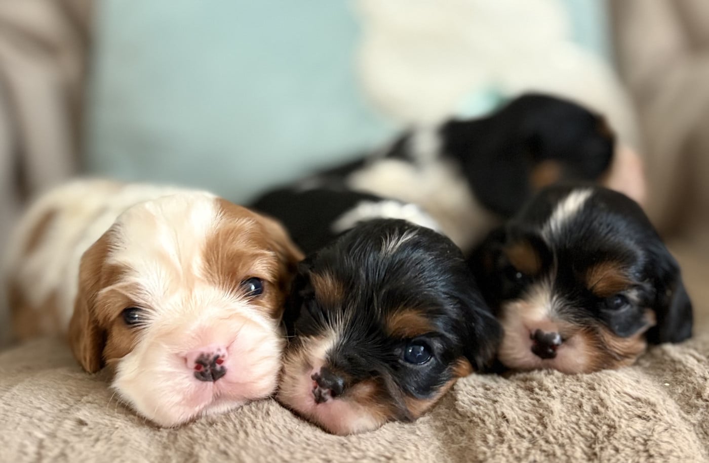 Cavalier King Charles Spaniel - Sweet Baby Bear