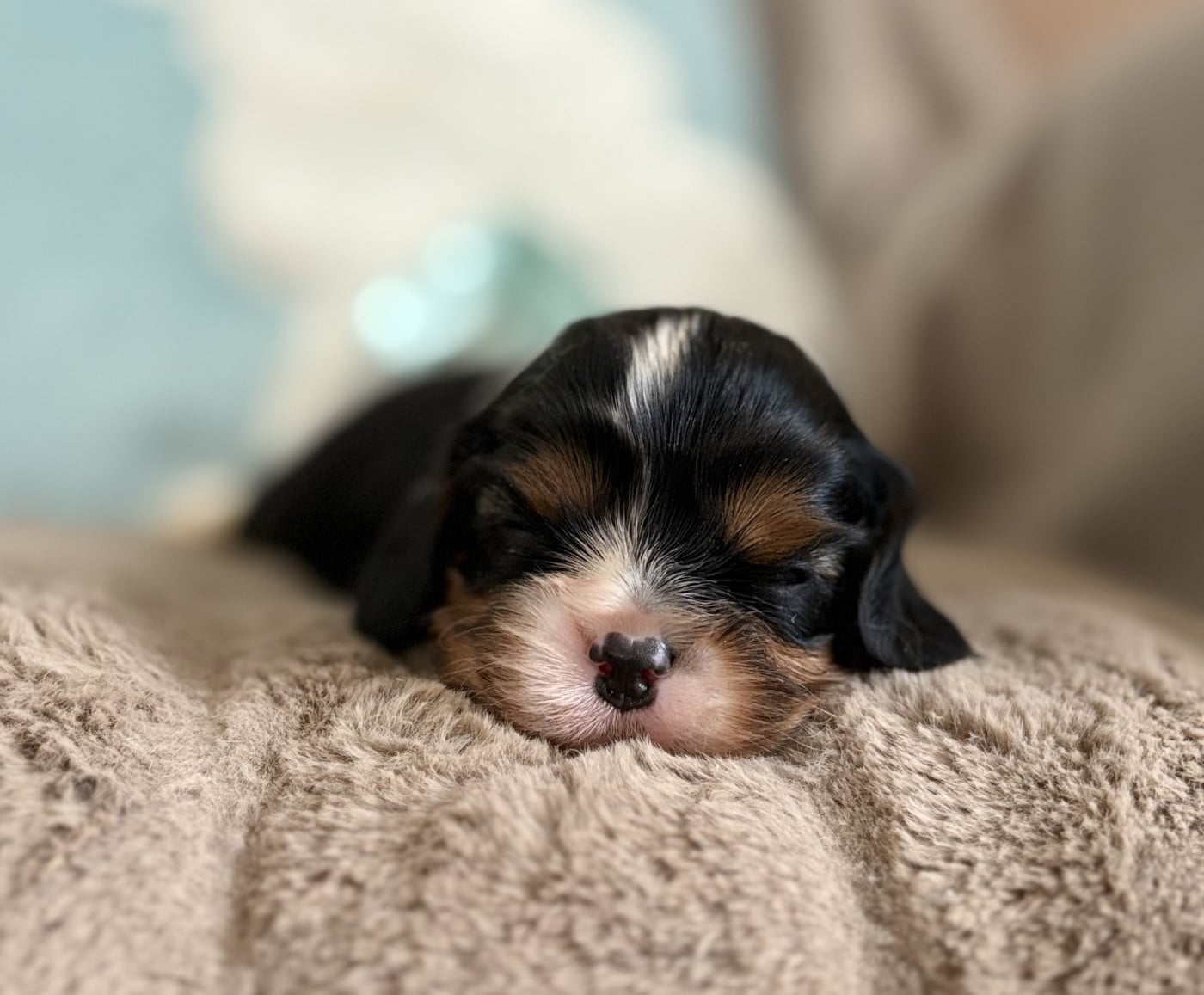 Benny Baby