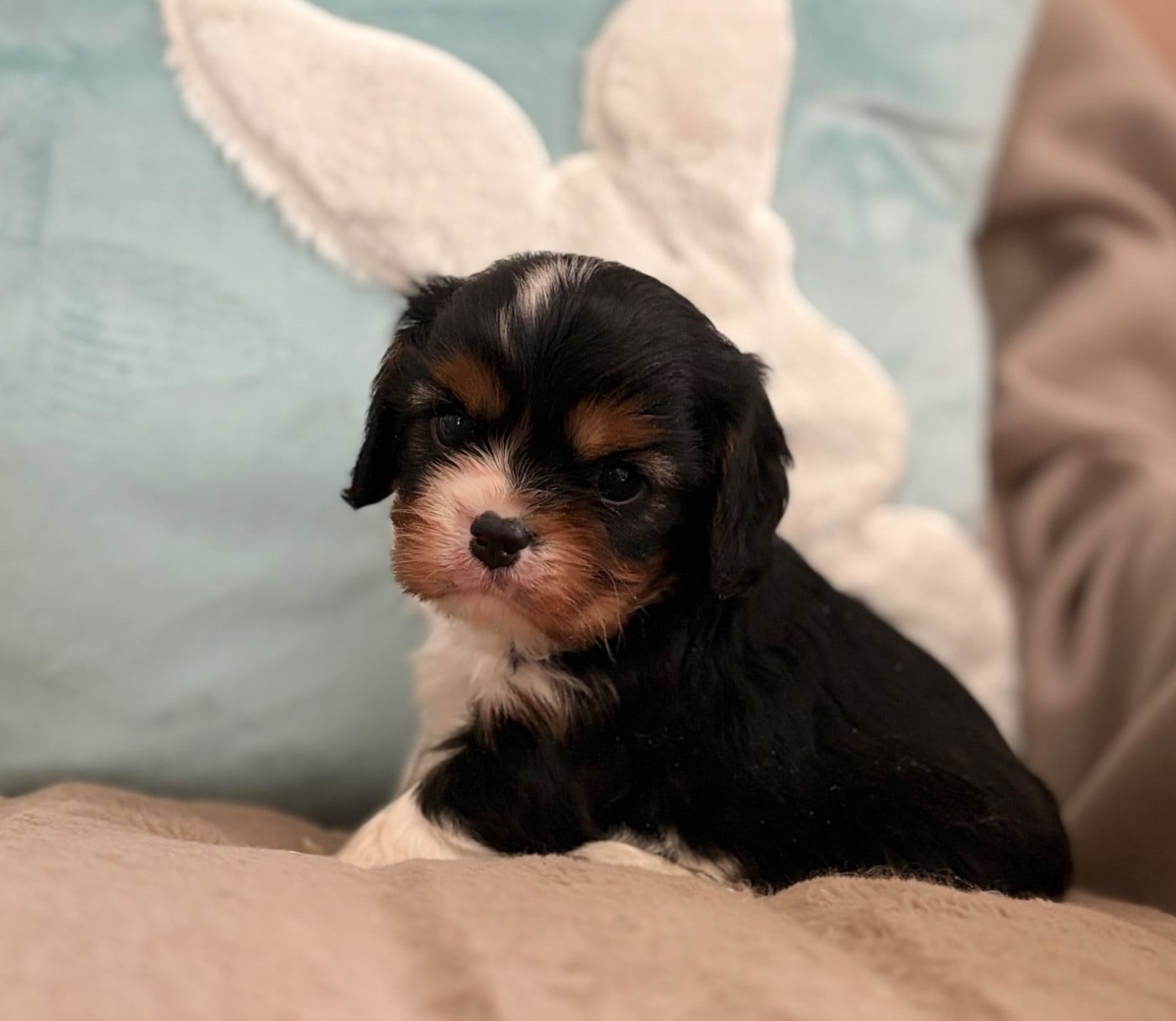 Benny Baby