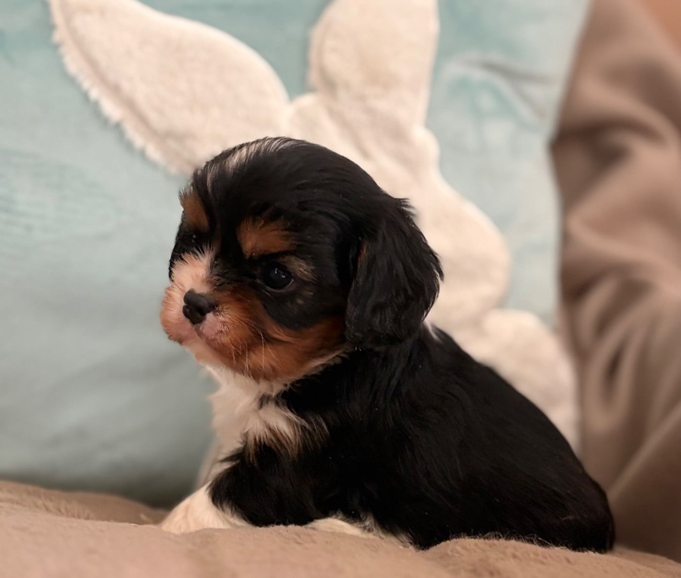 Benny Baby
