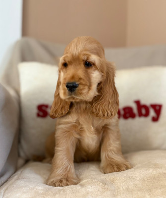 Les chiots de Cocker Spaniel Anglais