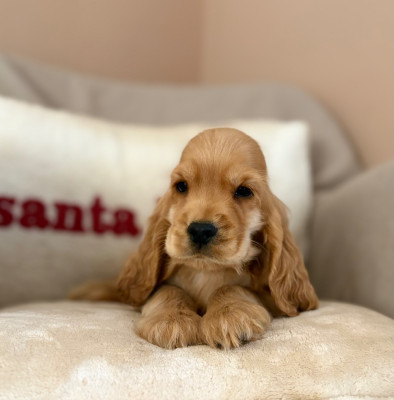 Les chiots de Cocker Spaniel Anglais