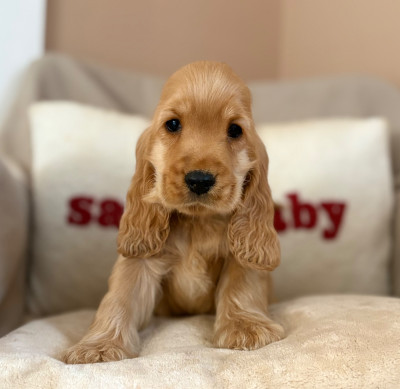 Les chiots de Cocker Spaniel Anglais