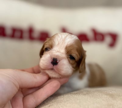 Les chiots de Cavalier King Charles Spaniel