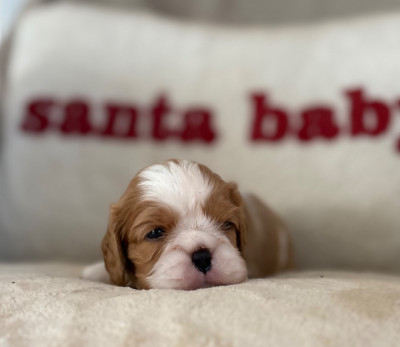 Les chiots de Cavalier King Charles Spaniel