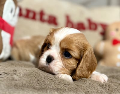 Les chiots de Cavalier King Charles Spaniel