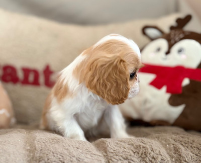 Les chiots de Cavalier King Charles Spaniel
