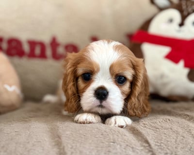 Les chiots de Cavalier King Charles Spaniel