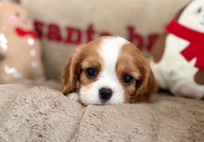 Les chiots de Cavalier King Charles Spaniel