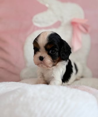 Les chiots de Cavalier King Charles Spaniel