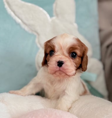 Les chiots de Cavalier King Charles Spaniel