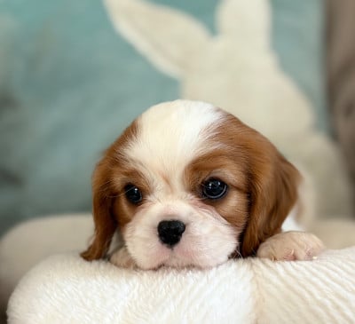 Les chiots de Cavalier King Charles Spaniel