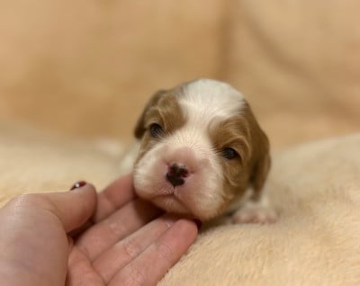 Les chiots de Cavalier King Charles Spaniel