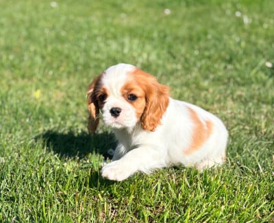 Les chiots de Cavalier King Charles Spaniel