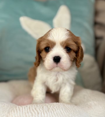 Les chiots de Cavalier King Charles Spaniel