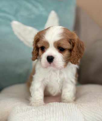 Les chiots de Cavalier King Charles Spaniel