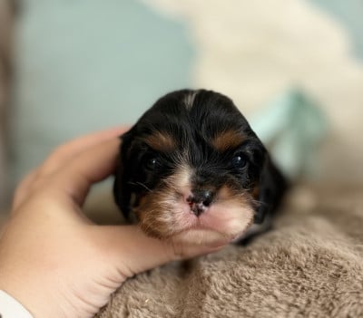 Les chiots de Cavalier King Charles Spaniel