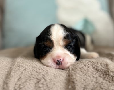 Les chiots de Cavalier King Charles Spaniel
