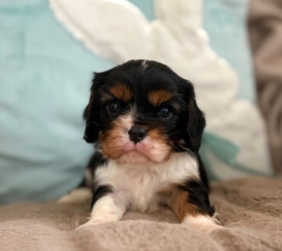 Les chiots de Cavalier King Charles Spaniel
