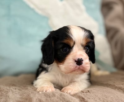 Les chiots de Cavalier King Charles Spaniel