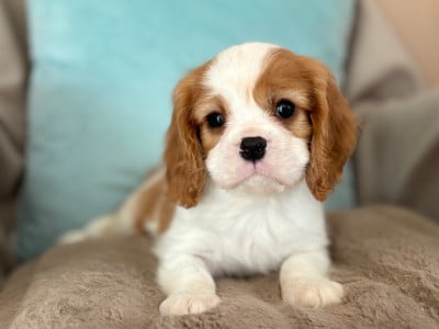Les chiots de Cavalier King Charles Spaniel