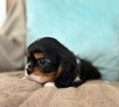 Les chiots de Cavalier King Charles Spaniel