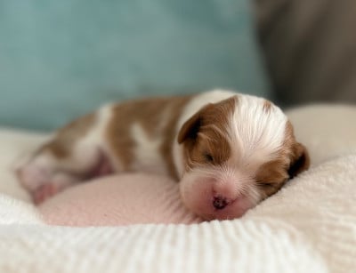 Les chiots de Cavalier King Charles Spaniel