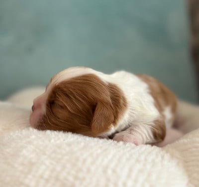 Les chiots de Cavalier King Charles Spaniel
