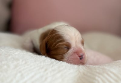 Les chiots de Cavalier King Charles Spaniel