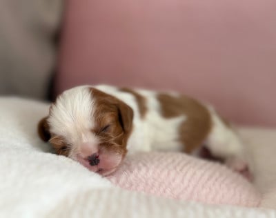 Les chiots de Cavalier King Charles Spaniel