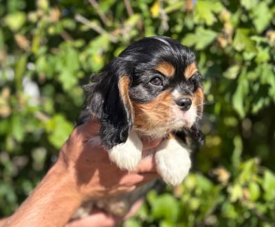 Les chiots de Cavalier King Charles Spaniel