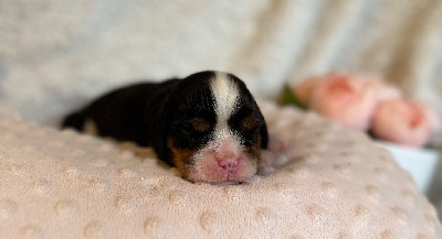 Cavalier King Charles Spaniel