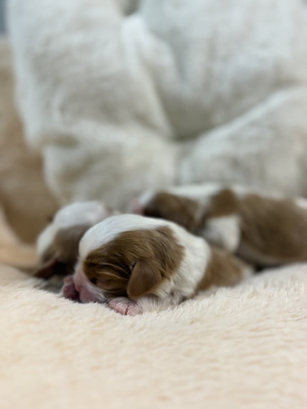 Cavalier King Charles Spaniel - Sweet Baby Bear
