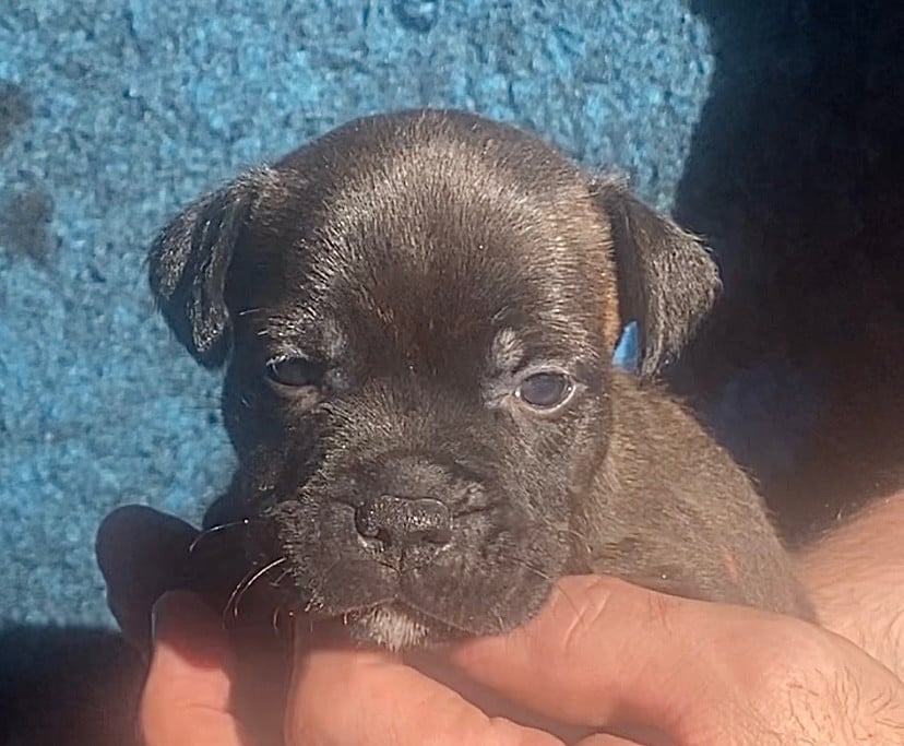 Femelle 1 - Staffordshire Bull Terrier