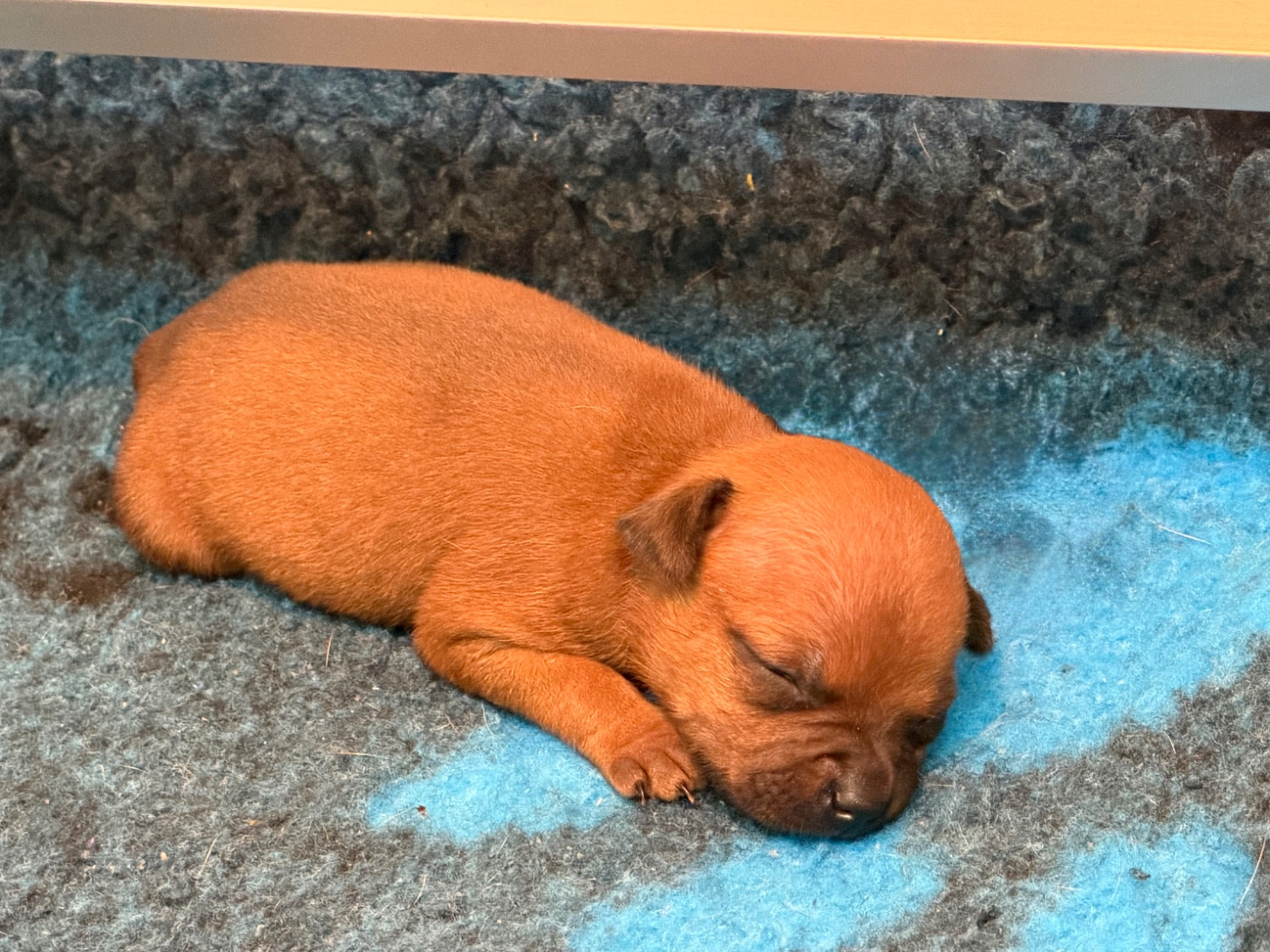 Femelle 4 - Staffordshire Bull Terrier