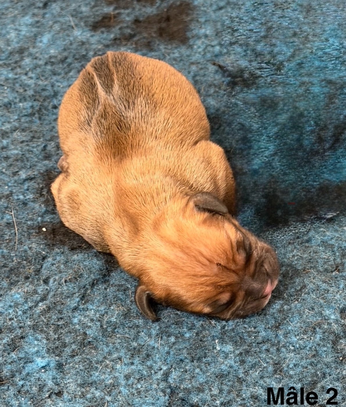 Mâle 2 - Staffordshire Bull Terrier