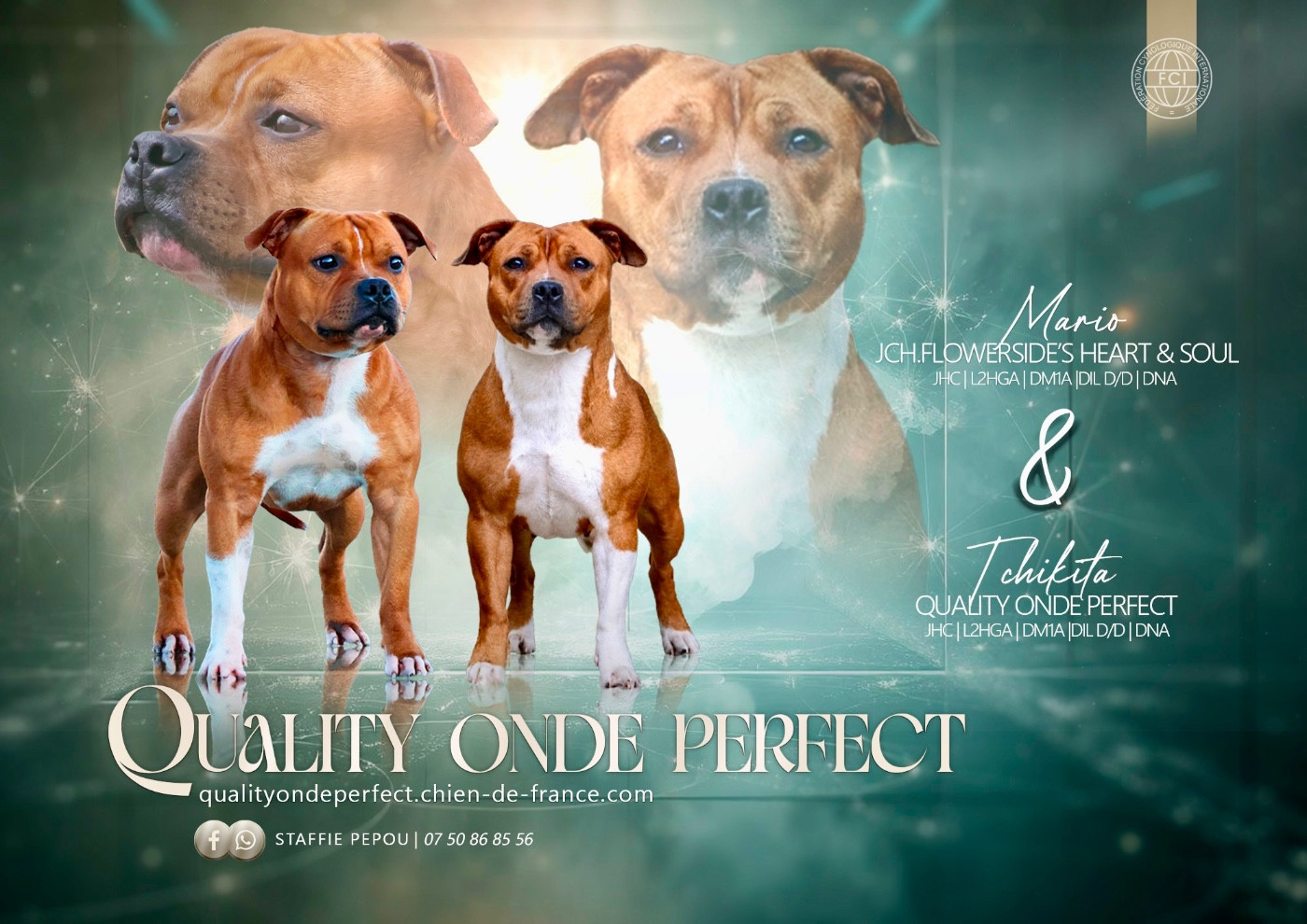Staffordshire Bull Terrier - Quality Onde Perfect