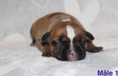 Les chiots de Staffordshire Bull Terrier