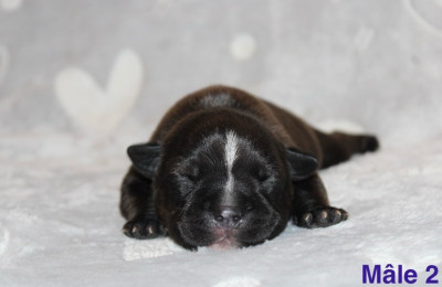 Les chiots de Staffordshire Bull Terrier